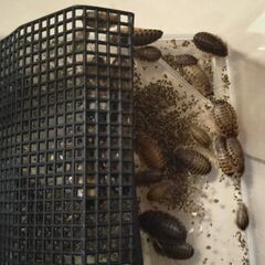 デュビアお譲りしますの画像