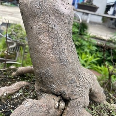大品サイズの盆栽🪴お店、家🏠の庭などに🙇‍♀️の画像
