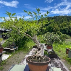 大品サイズの盆栽🪴お店、家🏠の庭などに🙇‍♀️の画像