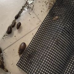 デュビアお譲りしますの画像