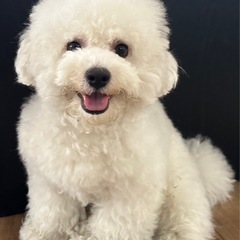 ビションフリーゼ