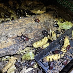 カブトムシの画像