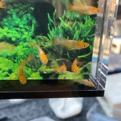 お盆特価★メダカ★飛燕　無選別の画像