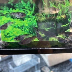 お盆特価★メダカ★墨碧眼　無選別の画像