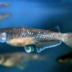 メダカ　曜変天目大きめ稚魚〜幼魚10匹セットの画像
