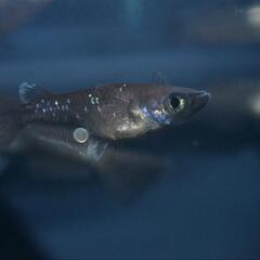 メダカ　曜変天目大きめ稚魚〜幼魚10匹セットの画像