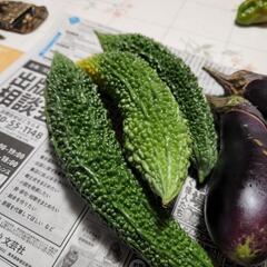 夏野菜の画像