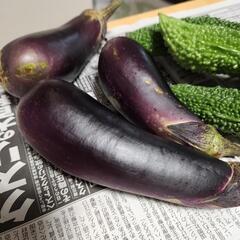 夏野菜の画像