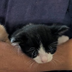 ハチワレの女の子子猫
