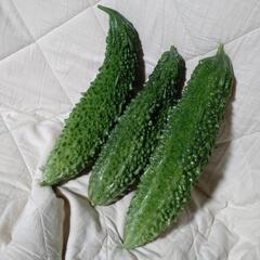 【格安】家庭菜園の野菜




ゴーヤ　3本の画像