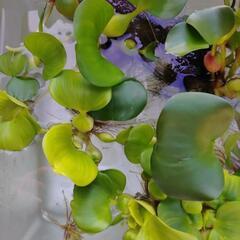 ホテイ草　浮草　3株の画像