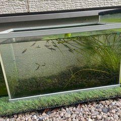メダカ1匹あたり20円の画像