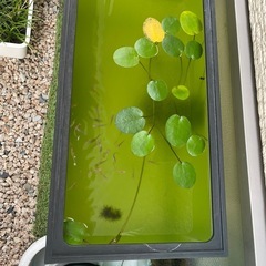 メダカ1匹あたり20円の画像