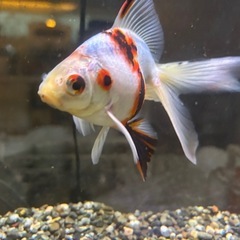 【運命の金魚】変わり金魚、1匹の画像