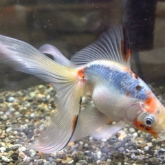 【運命の金魚】変わり金魚、1匹の画像