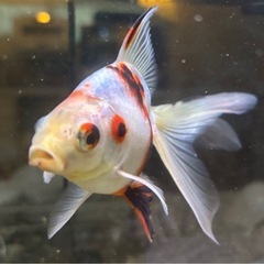 【運命の金魚】変わり金魚、1匹の画像
