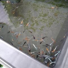 めだか幼魚無選別100匹の画像