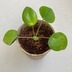 ランキングキーワードに紐づく投稿画像-多肉植物