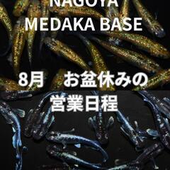 お盆•めだか販売のお知らせ‼️♢名古屋改良メダカ直売所♢めだかすくい
