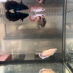 自家繁殖ベタ♀4匹の画像