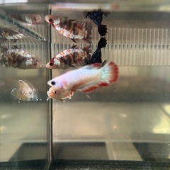 自家繁殖ベタ♀4匹の画像