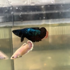 自家繁殖ベタ♀4匹の画像