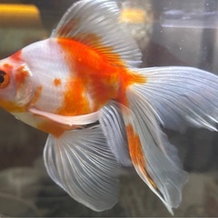【フナオ君】変わり金魚、1匹の画像