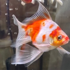 【フナオ君】変わり金魚、1匹の画像