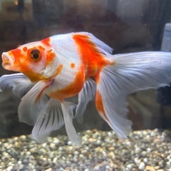 【フナオ君】変わり金魚、1匹の画像