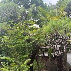 松の木の画像