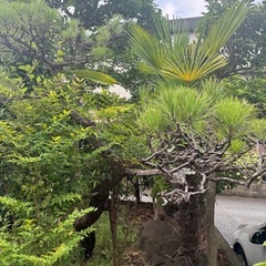 松の木の画像