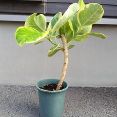 観葉植物 ゴムの木(フィッカス・アルテシーマ) No.2の画像