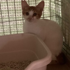 白多めの茶白君