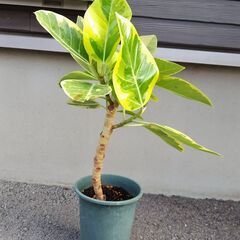 観葉植物 ゴムの木(フィッカス・アルテシーマ) No.2の画像