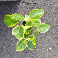 観葉植物 ゴムの木(フィッカス・アルテシーマ) No.2の画像