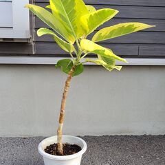 観葉植物 ゴムの木(フィッカス・アルテシーマ) No.3の画像