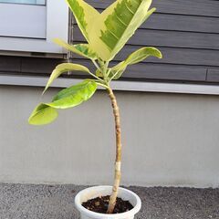 観葉植物 ゴムの木(フィッカス・アルテシーマ) No.3の画像