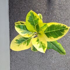 観葉植物 ゴムの木(フィッカス・アルテシーマ) No.3の画像