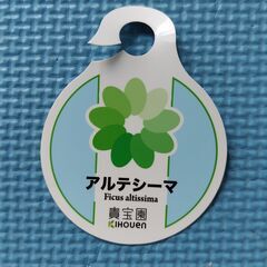 観葉植物 ゴムの木(フィッカス・アルテシーマ) No.3の画像