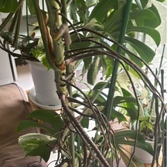 斑入りモンステラ  ホワイトタイガーの画像
