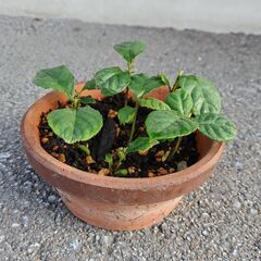 ビワの苗７本　No.2の画像