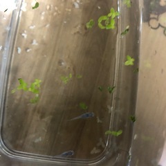 マリンブルー稚魚の画像