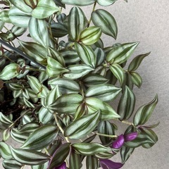 シマムララキツユクサ縞村紫露草の画像