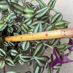 シマムララキツユクサ縞村紫露草の画像