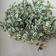 シマムララキツユクサ縞村紫露草の画像