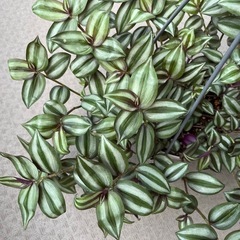 シマムララキツユクサ縞村紫露草の画像