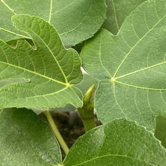 【イチジク】ゴールドフィグ　6号スリット鉢植えの画像