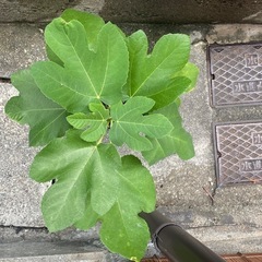 【イチジク】ゴールドフィグ　6号スリット鉢植えの画像