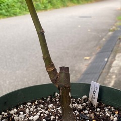 【イチジク】ゴールドフィグ　6号スリット鉢植えの画像