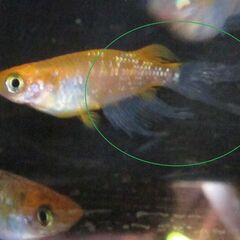 メダカ「煌めきスワロー」幼魚10匹の画像